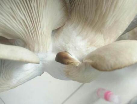 蘑菇能长出白毛来吃吗？是不是丢了？